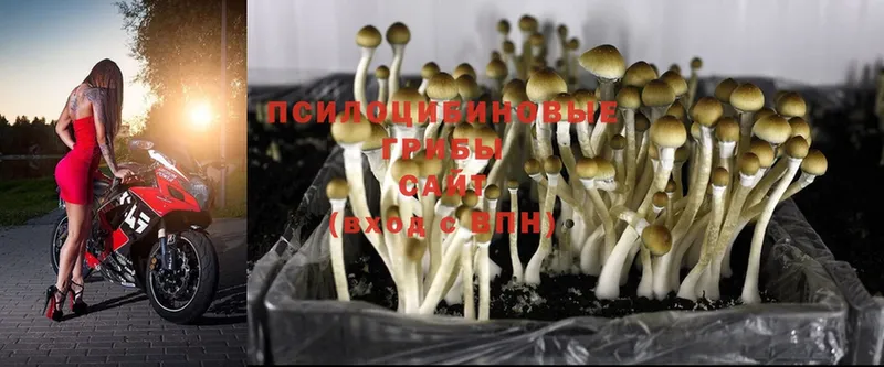 Галлюциногенные грибы Psilocybe  Ивдель 